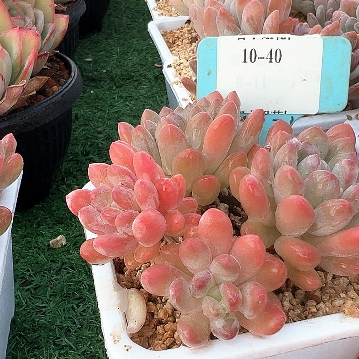 10.40灯美人带盆一个