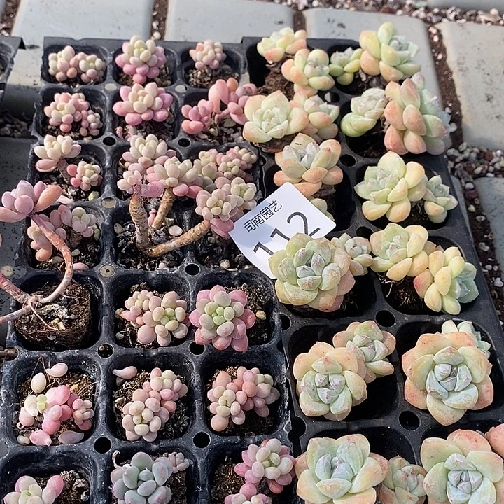 112 多肉植物盆栽花卉