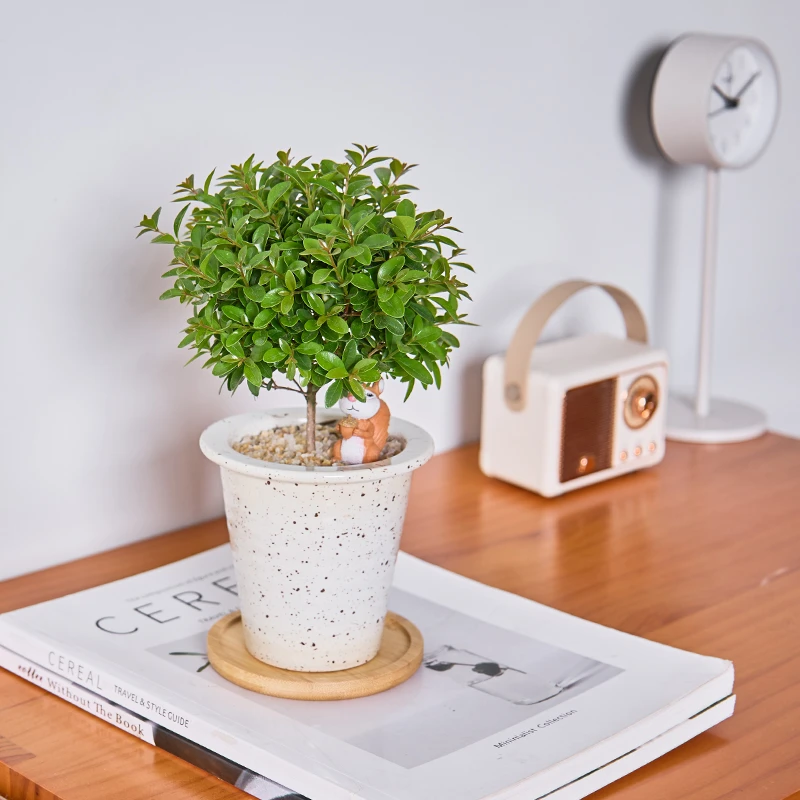 小叶赤楠盆栽办公室内放青松好养桌面绿植微景观净化空气植物送礼
