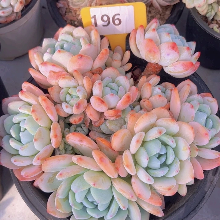 健健康康平平安安