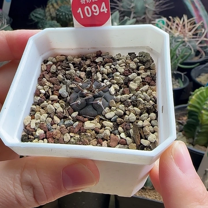 实生豪刺守金摩天龙2.3cm