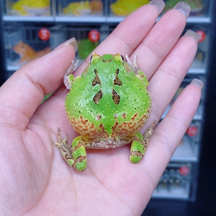 角蛙恭喜发财大吉大利