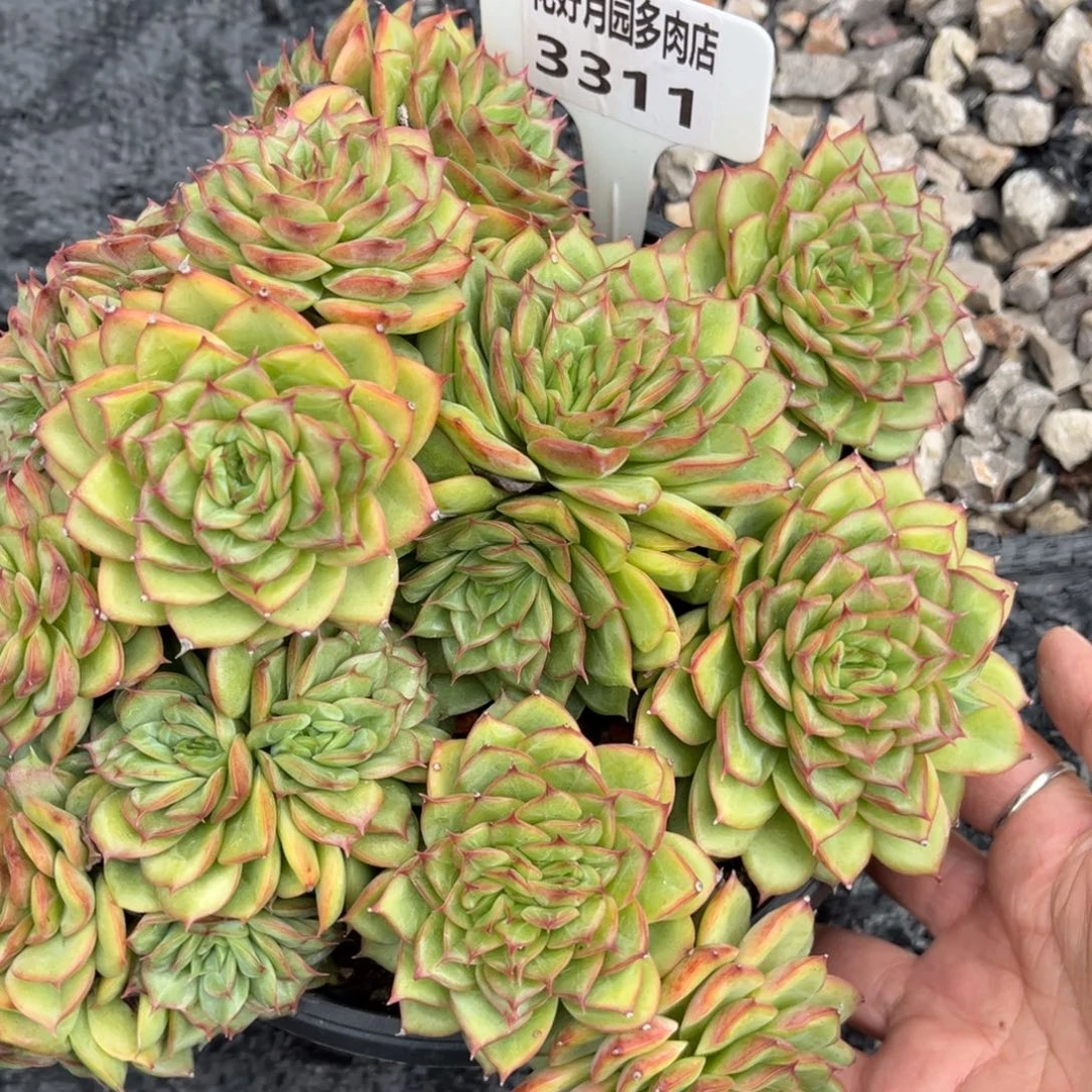 不***调多肉植物3311 一定要拍个冷链哦