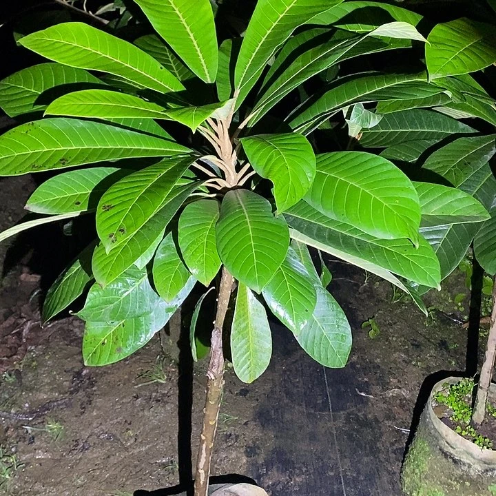妈咪果树苗带土带杯