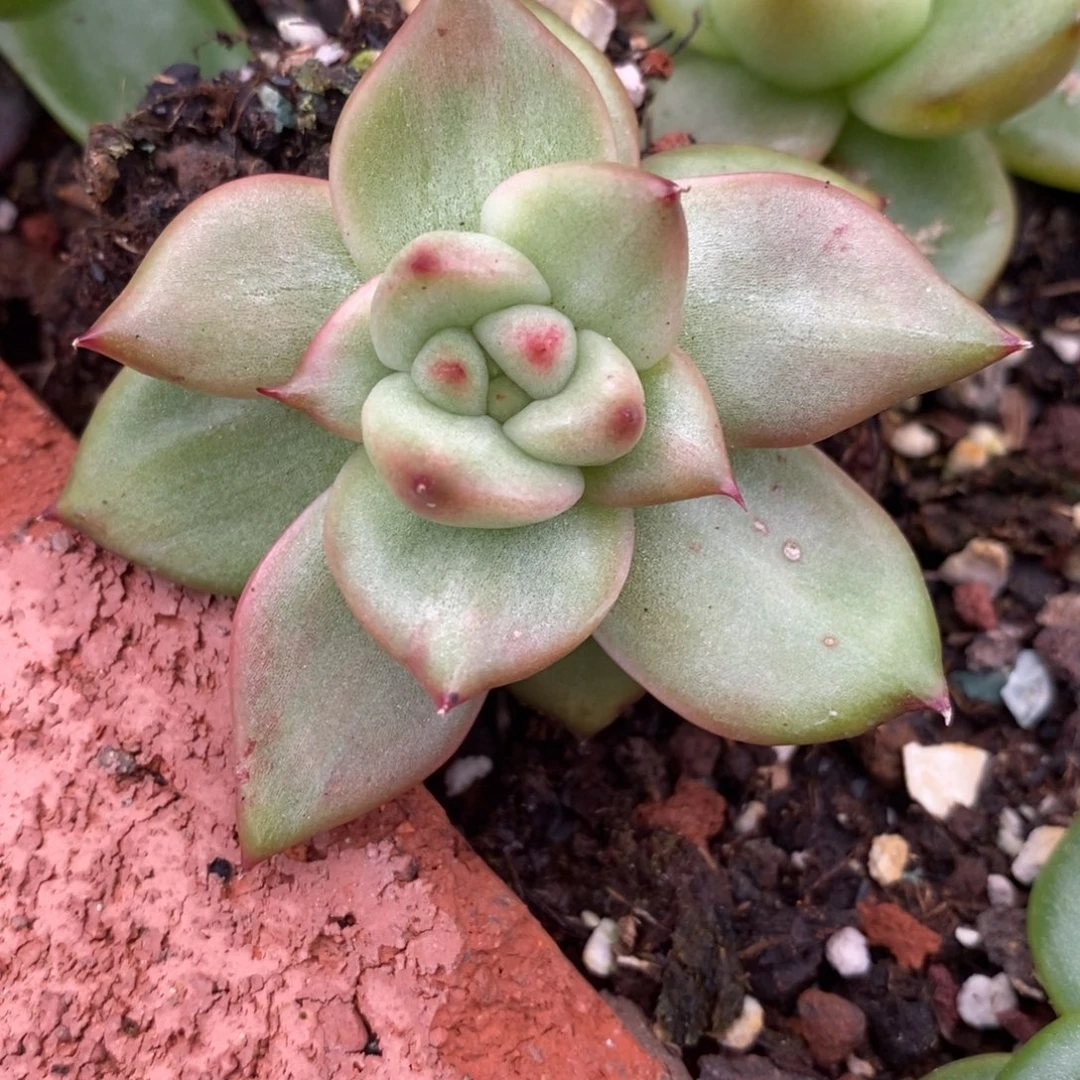 代***～无花朵东云系多肉植物