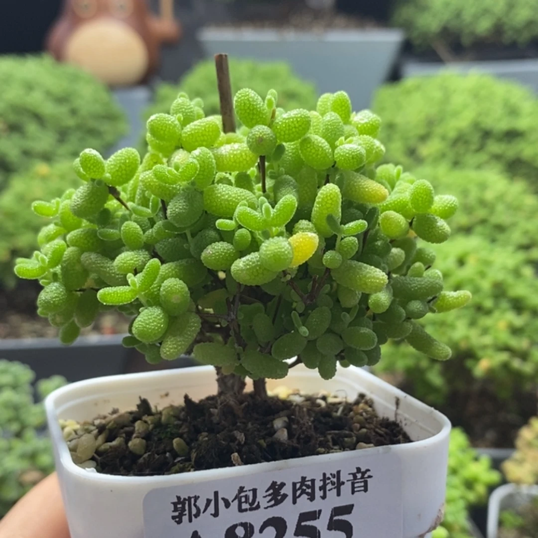 蜜橘糖球8255枝干番杏