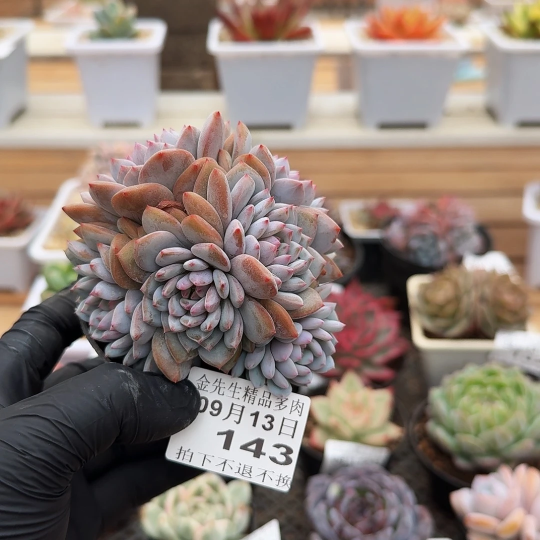 0913-143星星橙群生