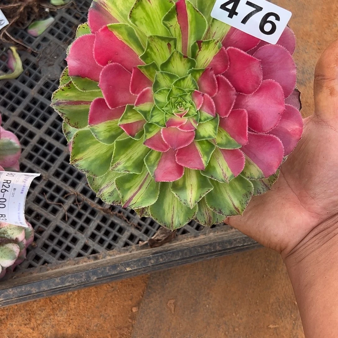 精品多肉植物476知否