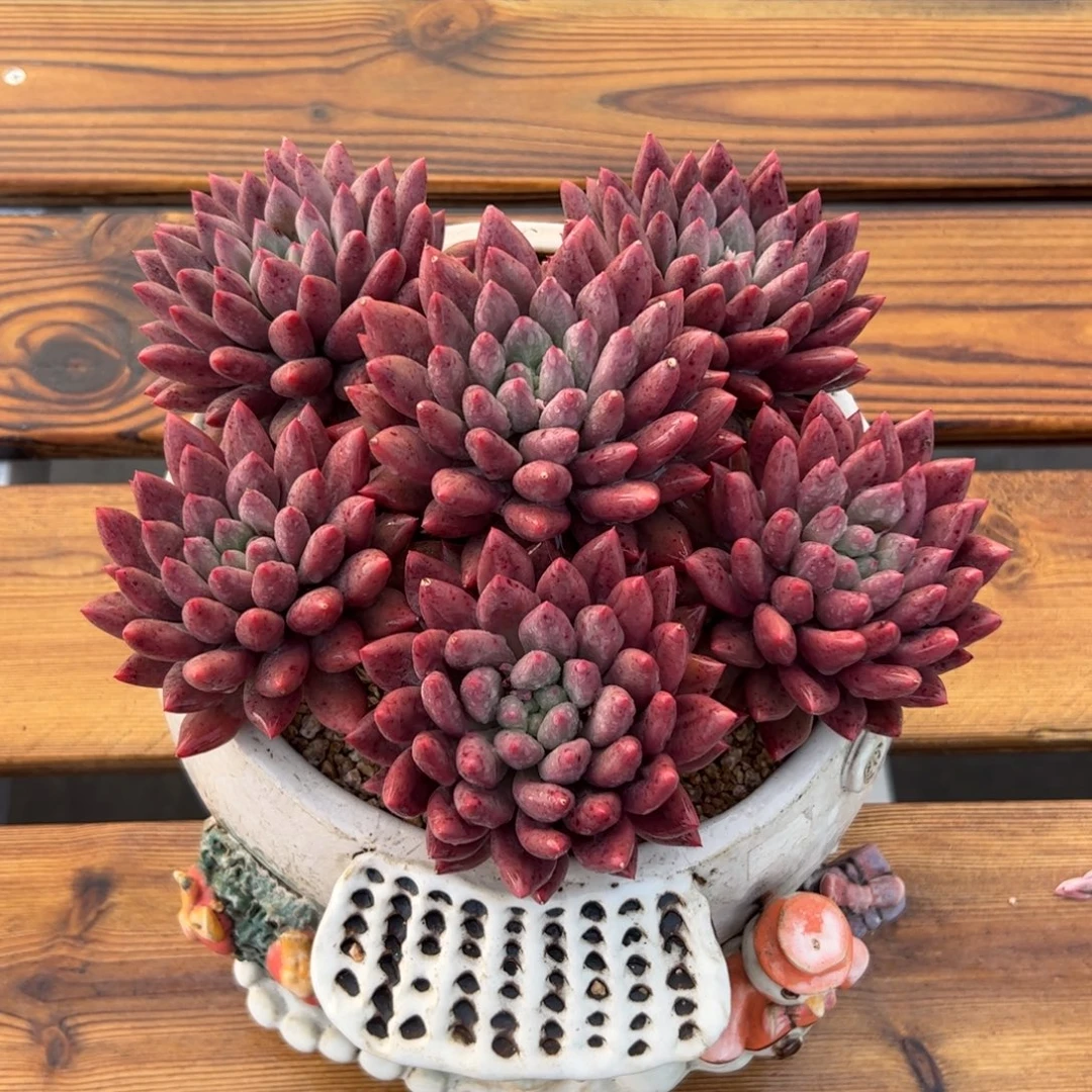 红蜻蜓自然群多肉植物