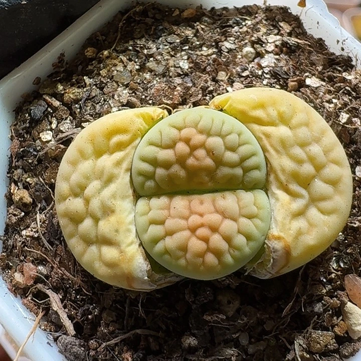 生石花233:：：：。   52