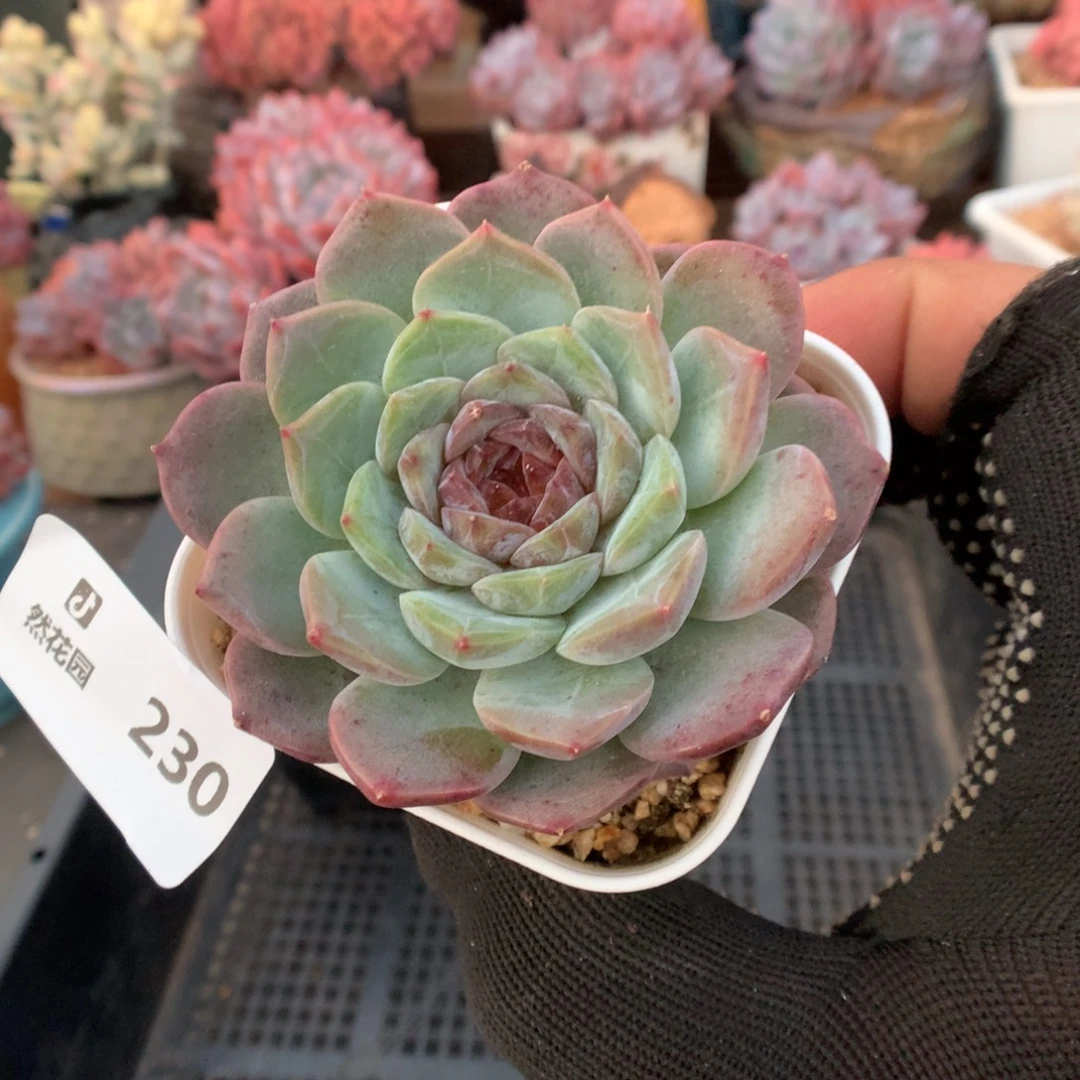 230糖心多肉植物6666