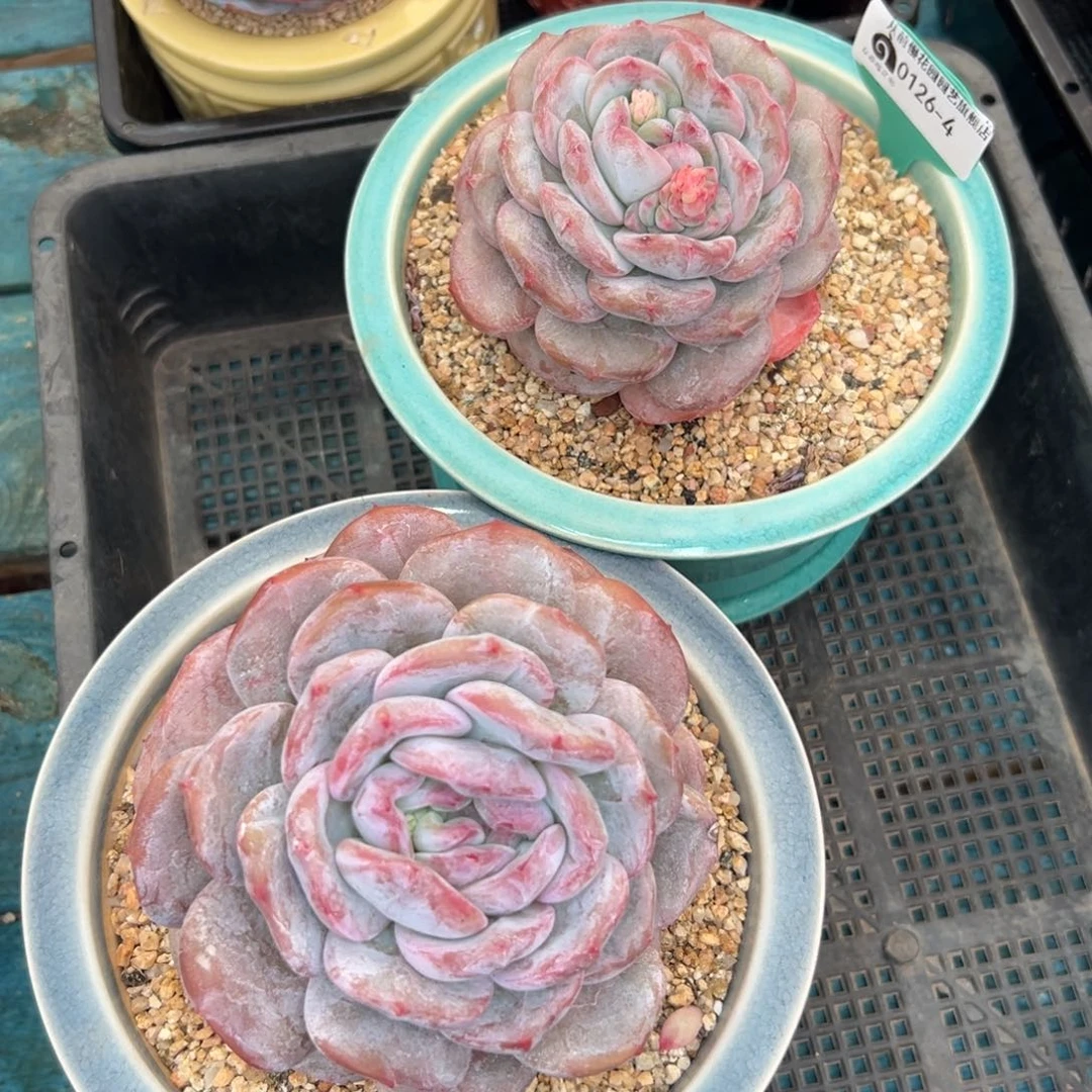 多肉一物一拍0126-4