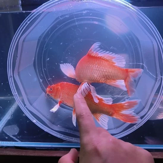 海水鱼红色普身蝴蝶鲤