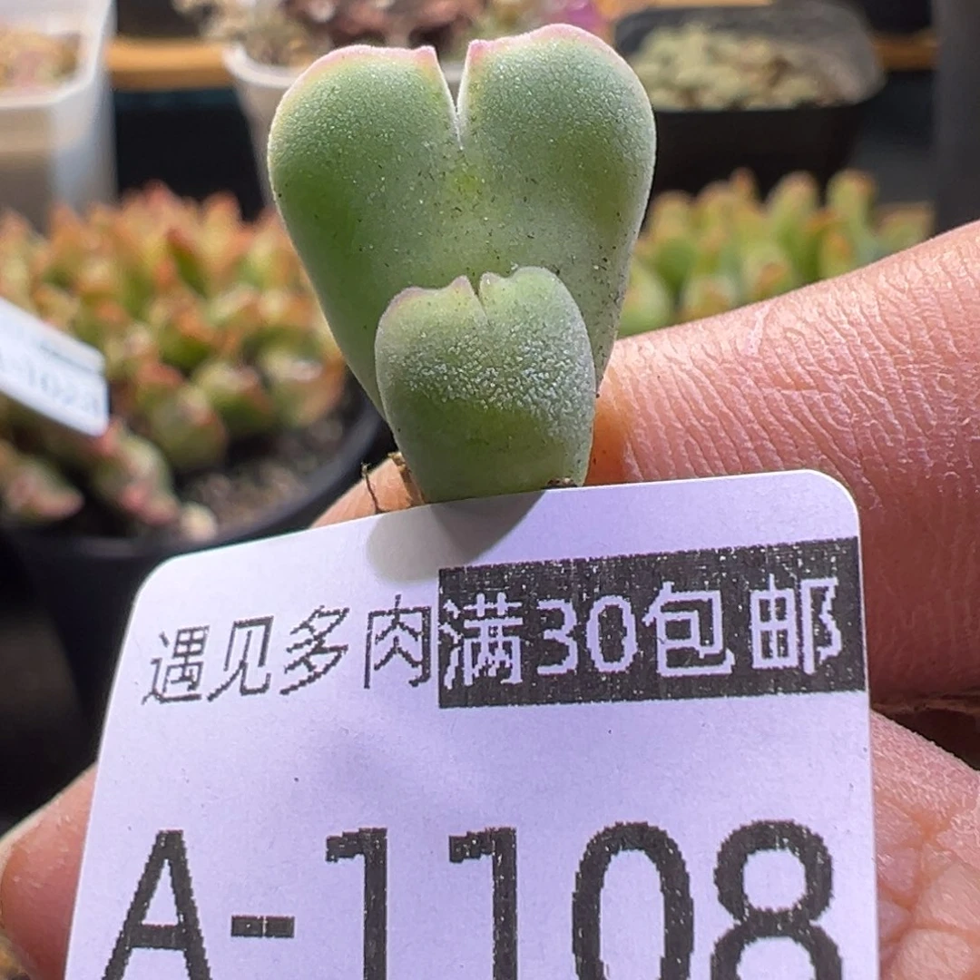 多肉植物11111111111