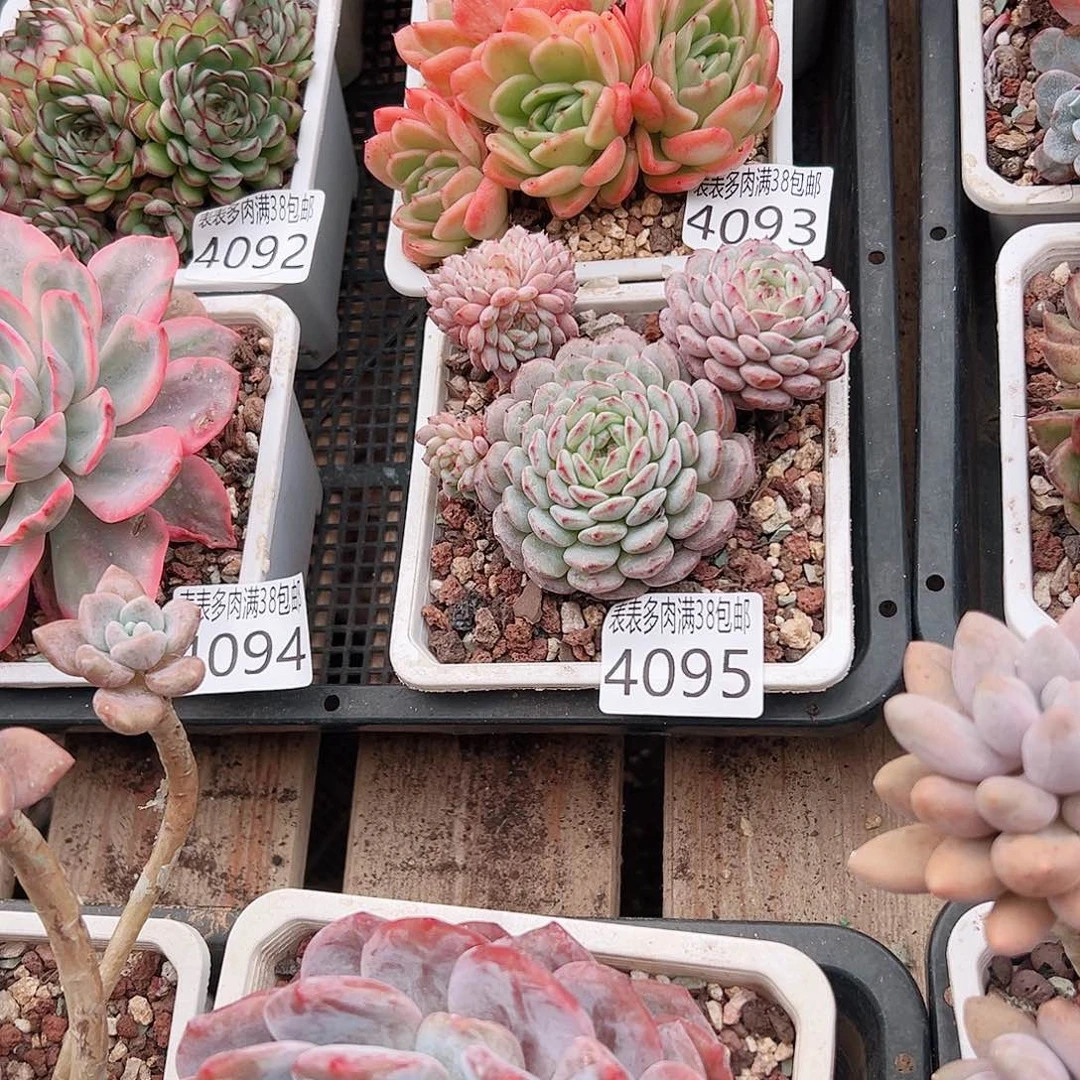 小****无花朵多肉一物一拍植物4095