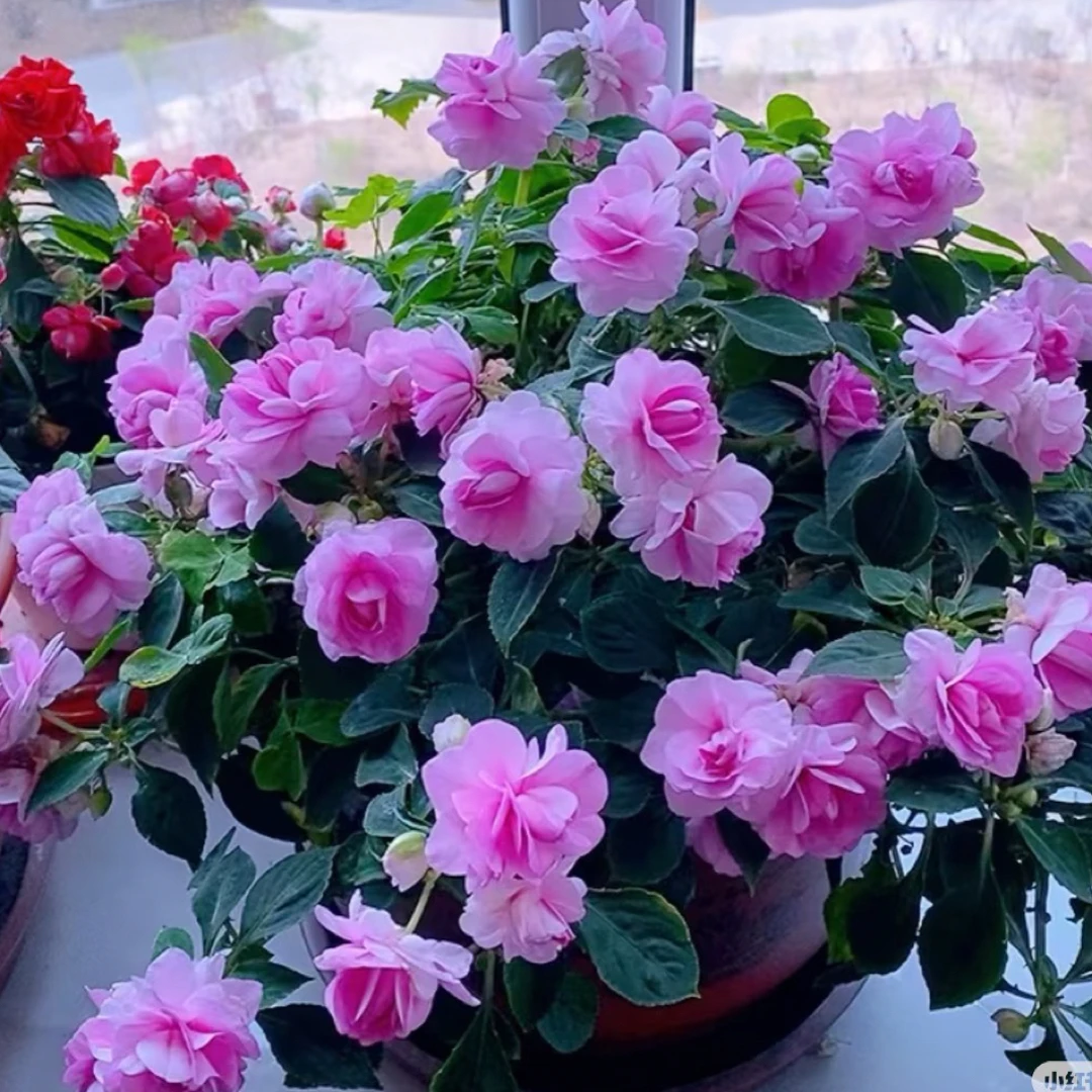 H）打顶重瓣风仙小苗5棵（5个不同品种下单再送10棵小苗