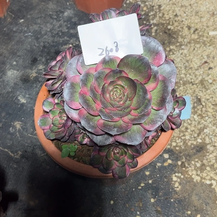 魅锦多肉植物保护2608