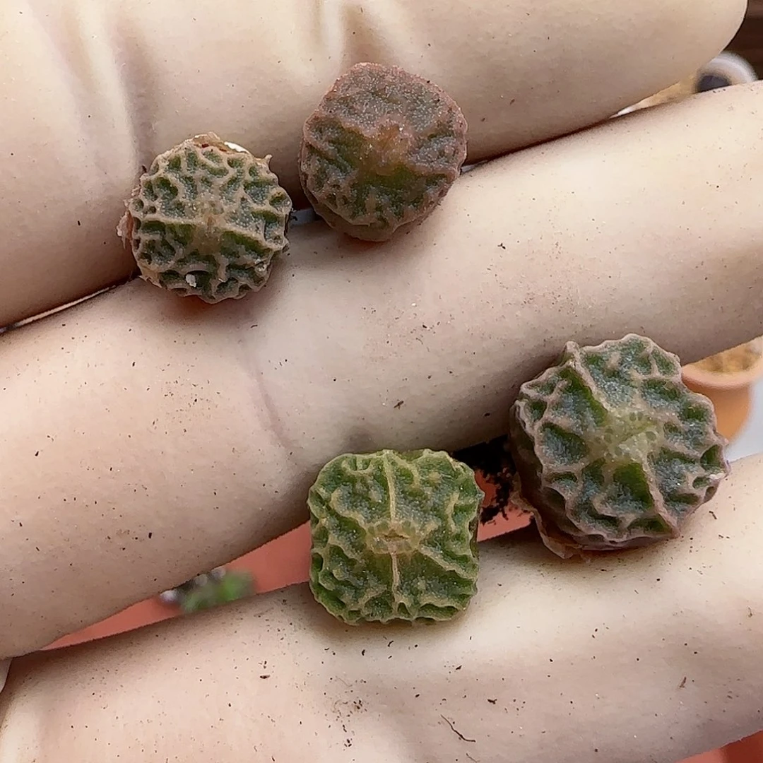 僖****503福利福利福利