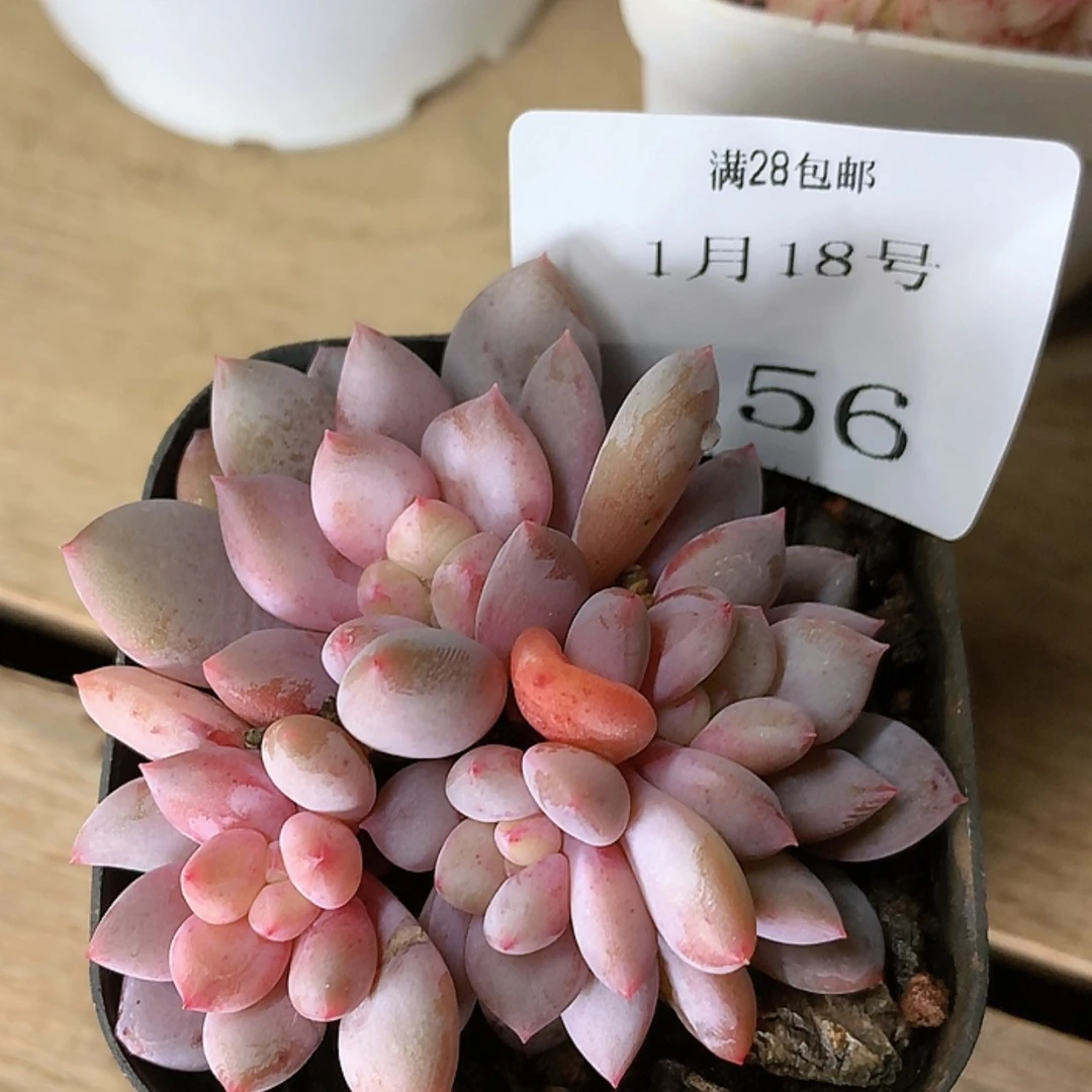 【闪购商品】云456