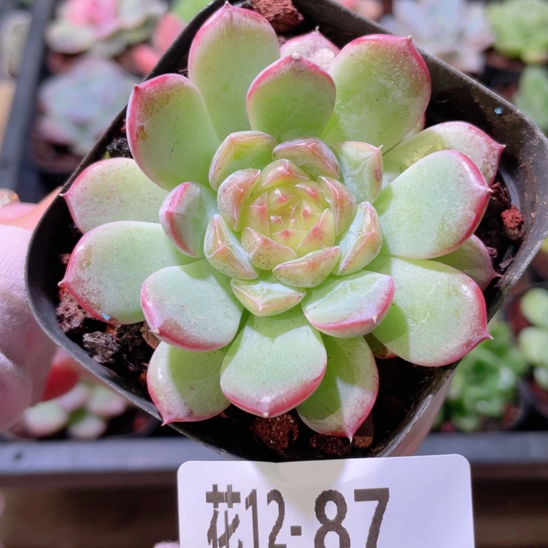 花利美12-87新品单头