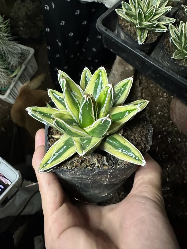 仙人球直播综合链接辉山