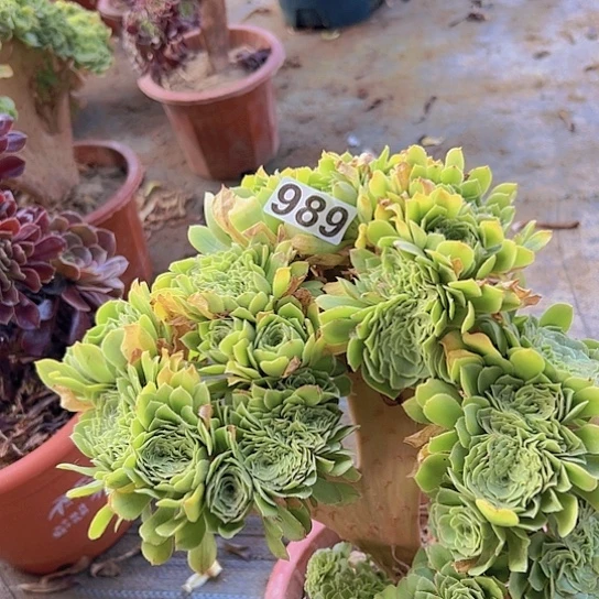 桃****多肉植物一个玫瑰