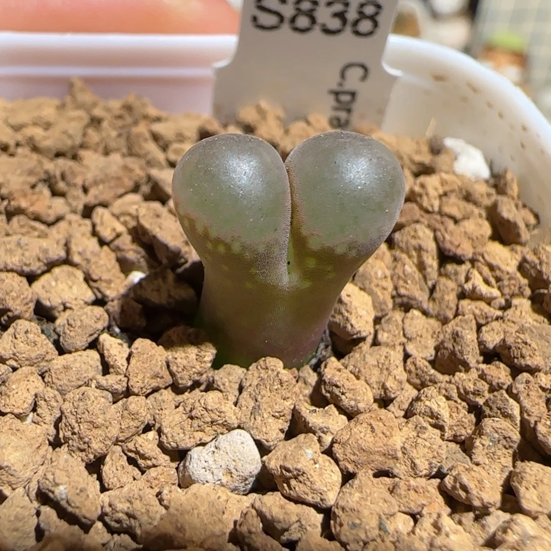 肉锥多肉植物组合-黑眼豆豆1300