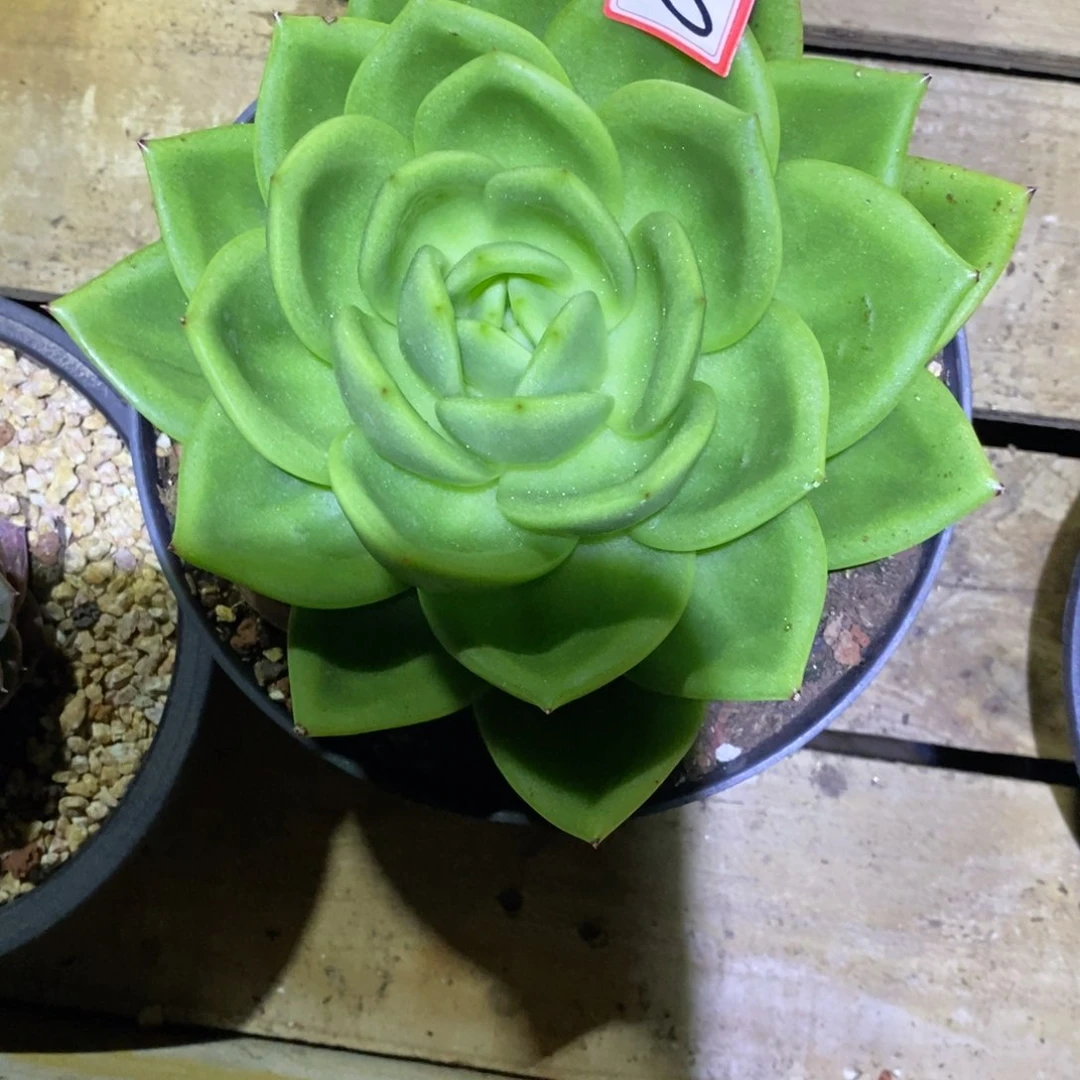 年****?福利大漏a23