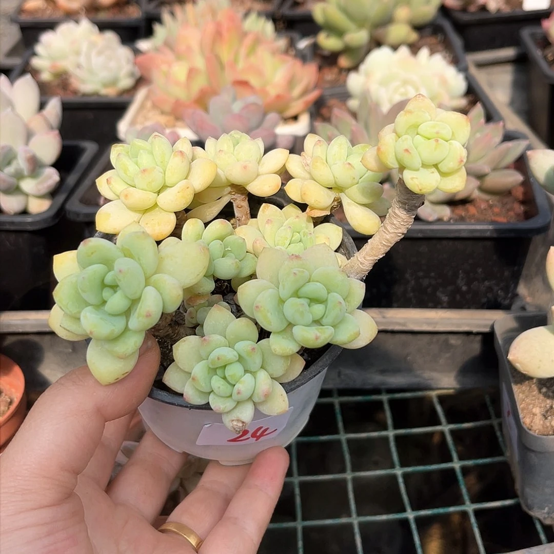 凝芝莲。 24。  11111111111