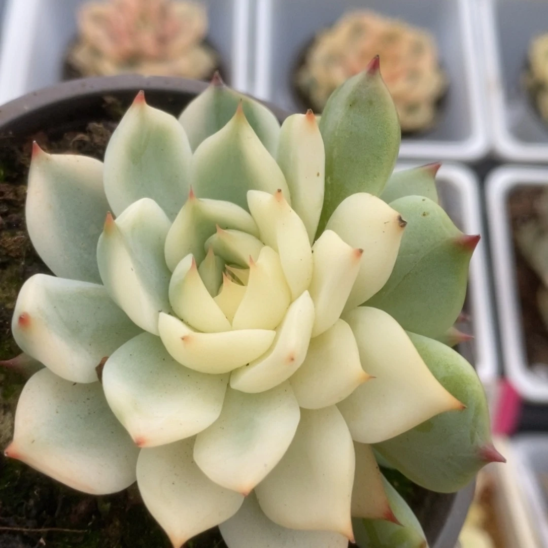 500锦锦锦锦锦锦锦
