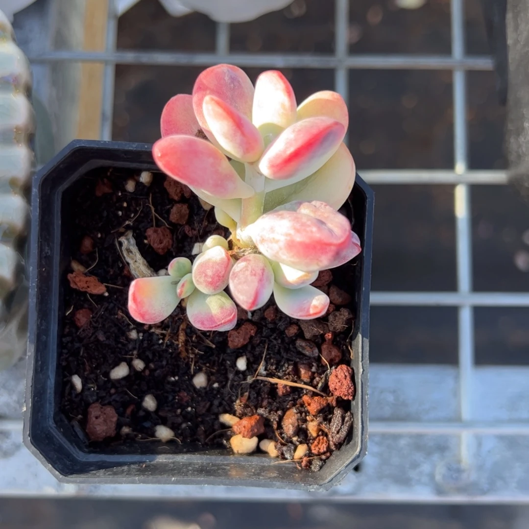 乒乓福娘锦多肉植物精品