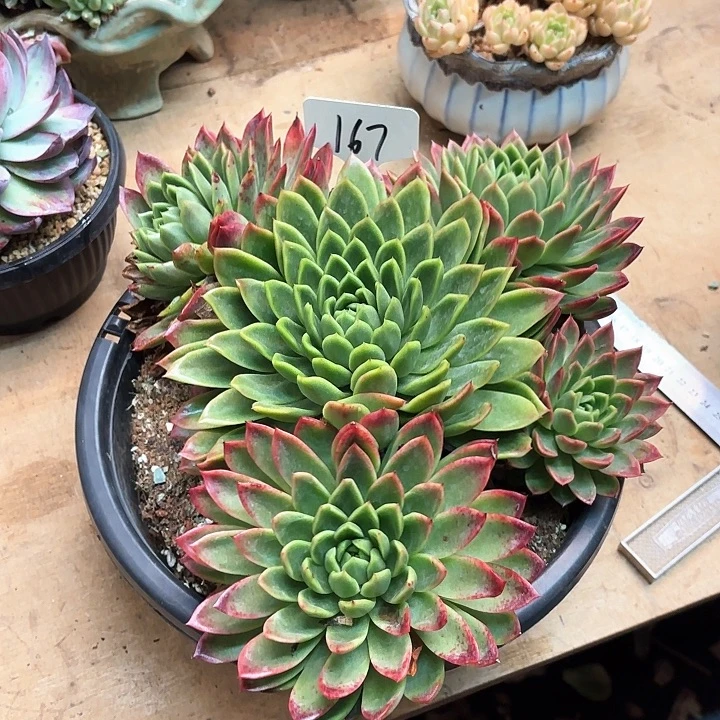 多肉植物，红女巫167号