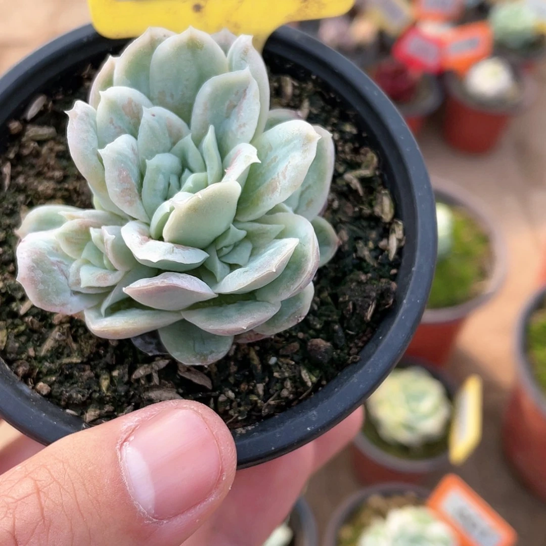 【闪购商品】1073号