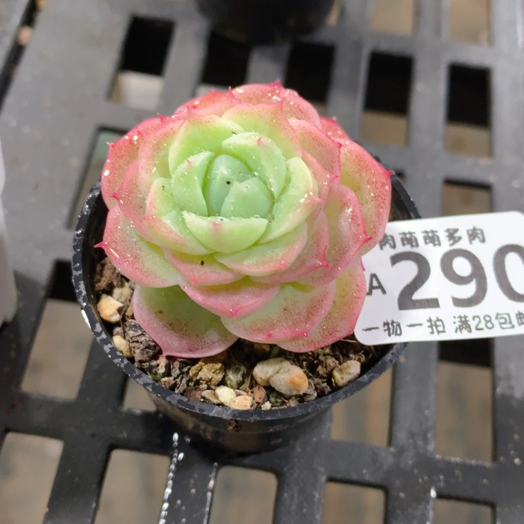 肉萌萌拇指盆精控多肉ZA290