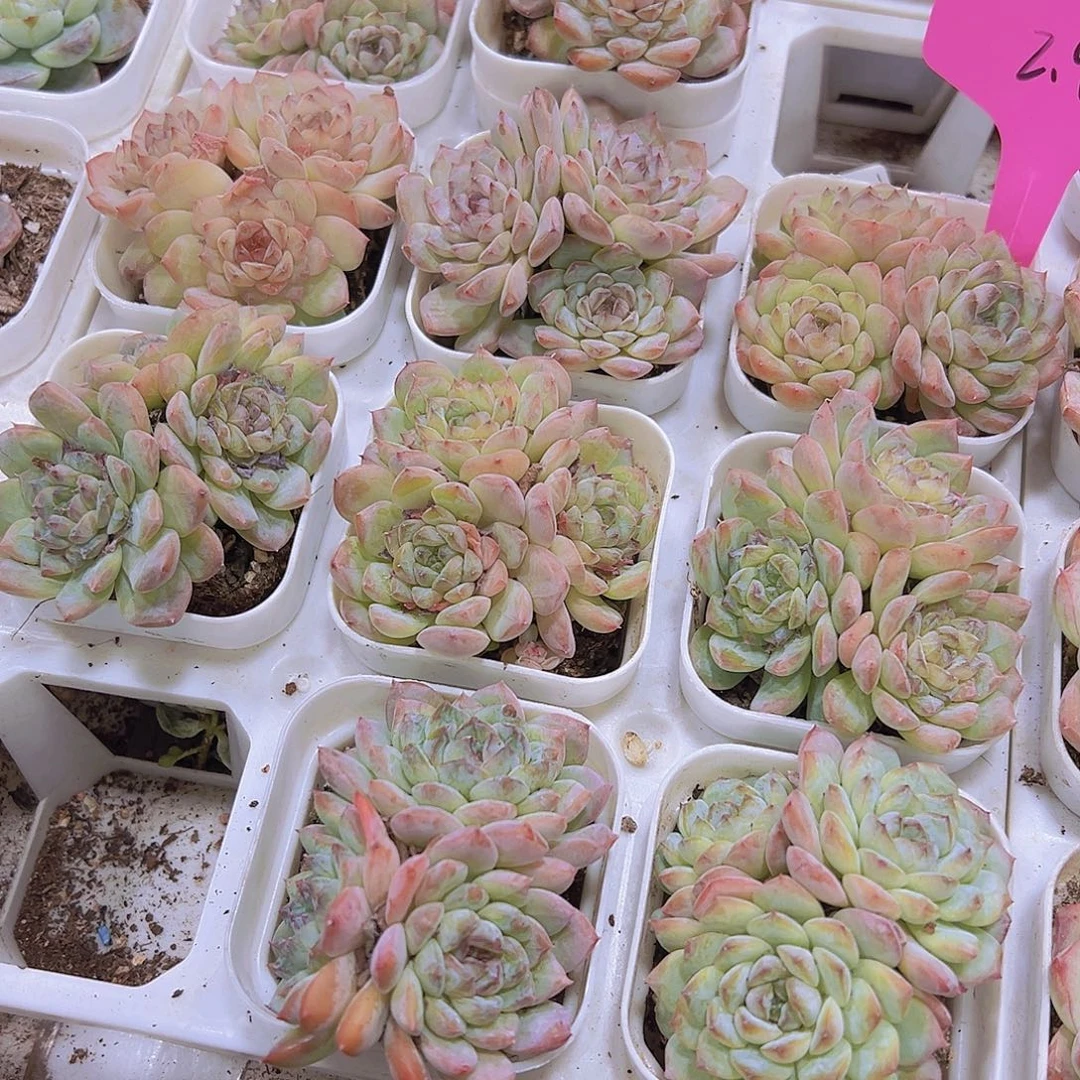 冰葡萄群生19包邮多肉植物