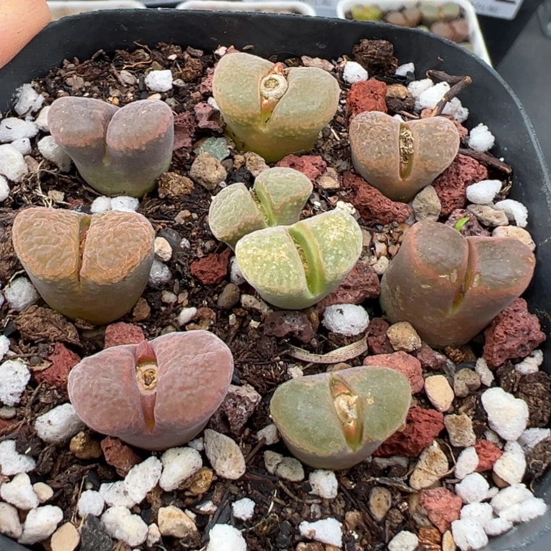 11.12好看的多肉脱土发货248