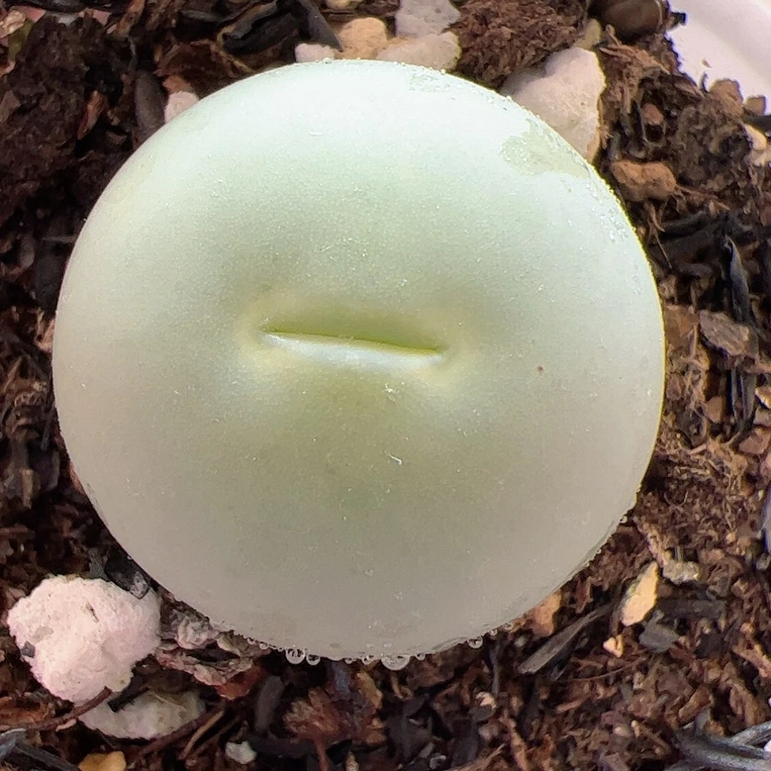 【闪购商品】40 鸽子蛋