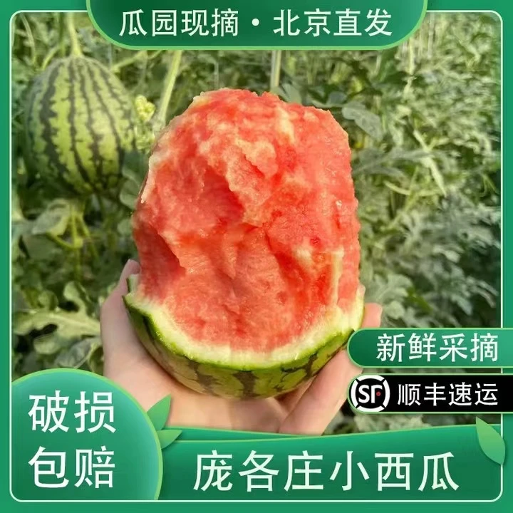 【顺丰次日达】北京大兴庞各庄头茬小吊瓜西瓜2.5-5斤新鲜北京市