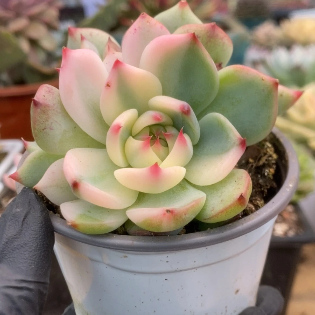 337锦锦锦锦锦锦锦锦