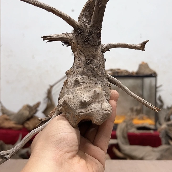 柏木天*我们都是好孩子啊