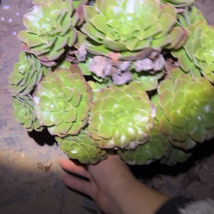 不售后法师一物一拍114