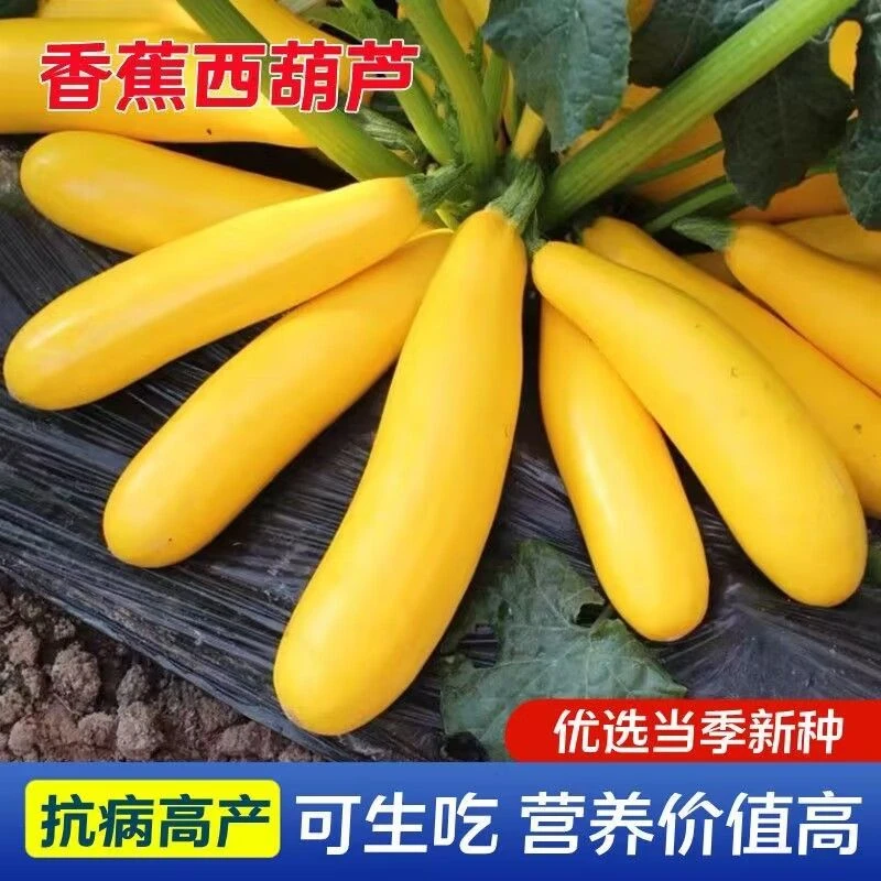 香蕉西葫芦种子水果型一年四季阳台易种盆栽北方春夏秋种植