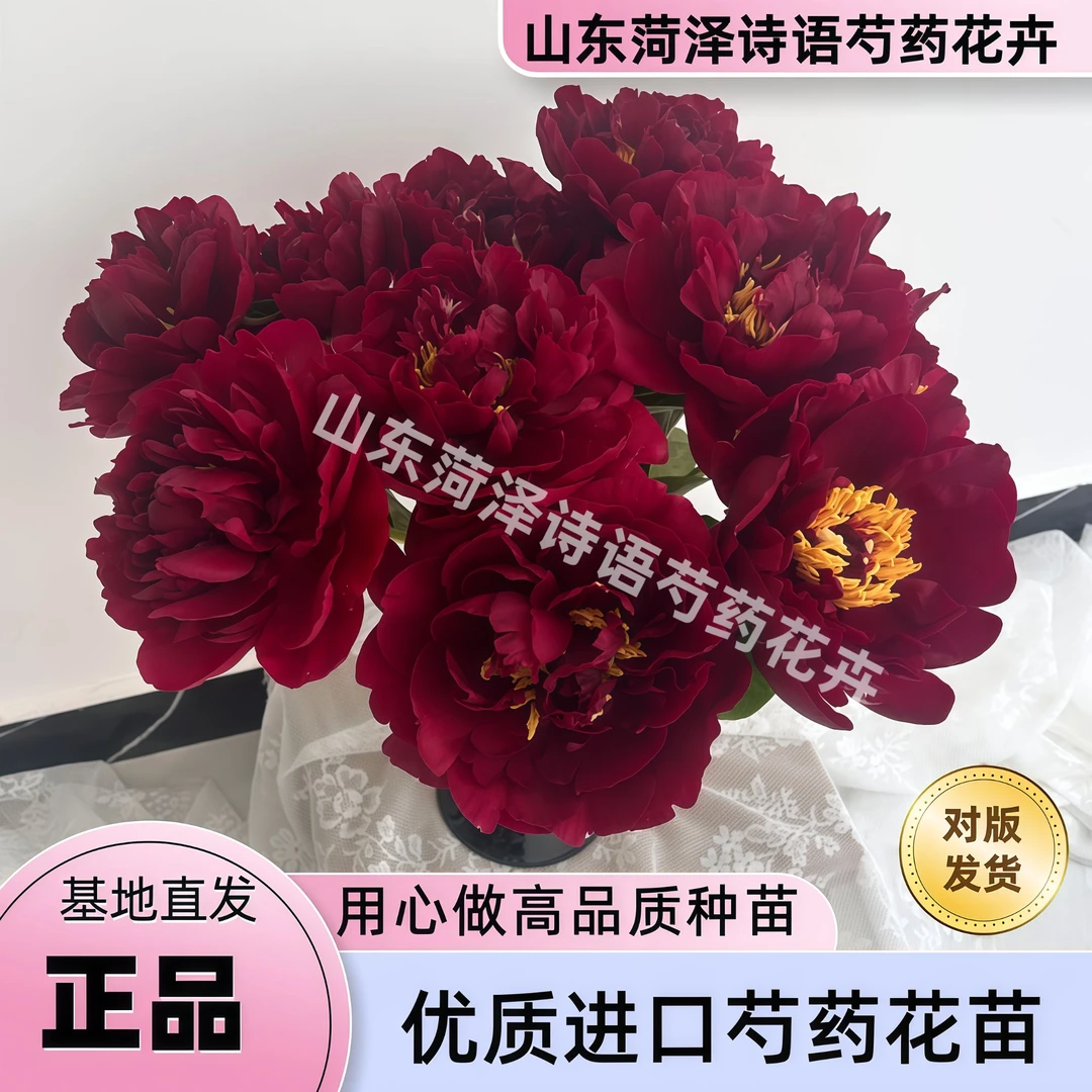 老忠诚分株小苗福利品【诗语花卉】进口芍药花苗福利【理性购物】
