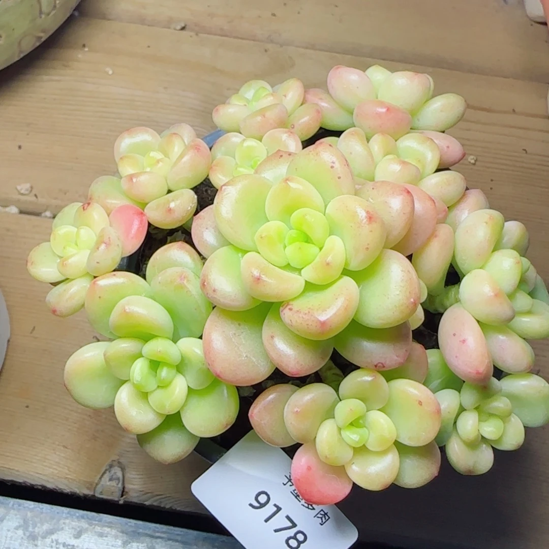 香格里拉，9178多肉