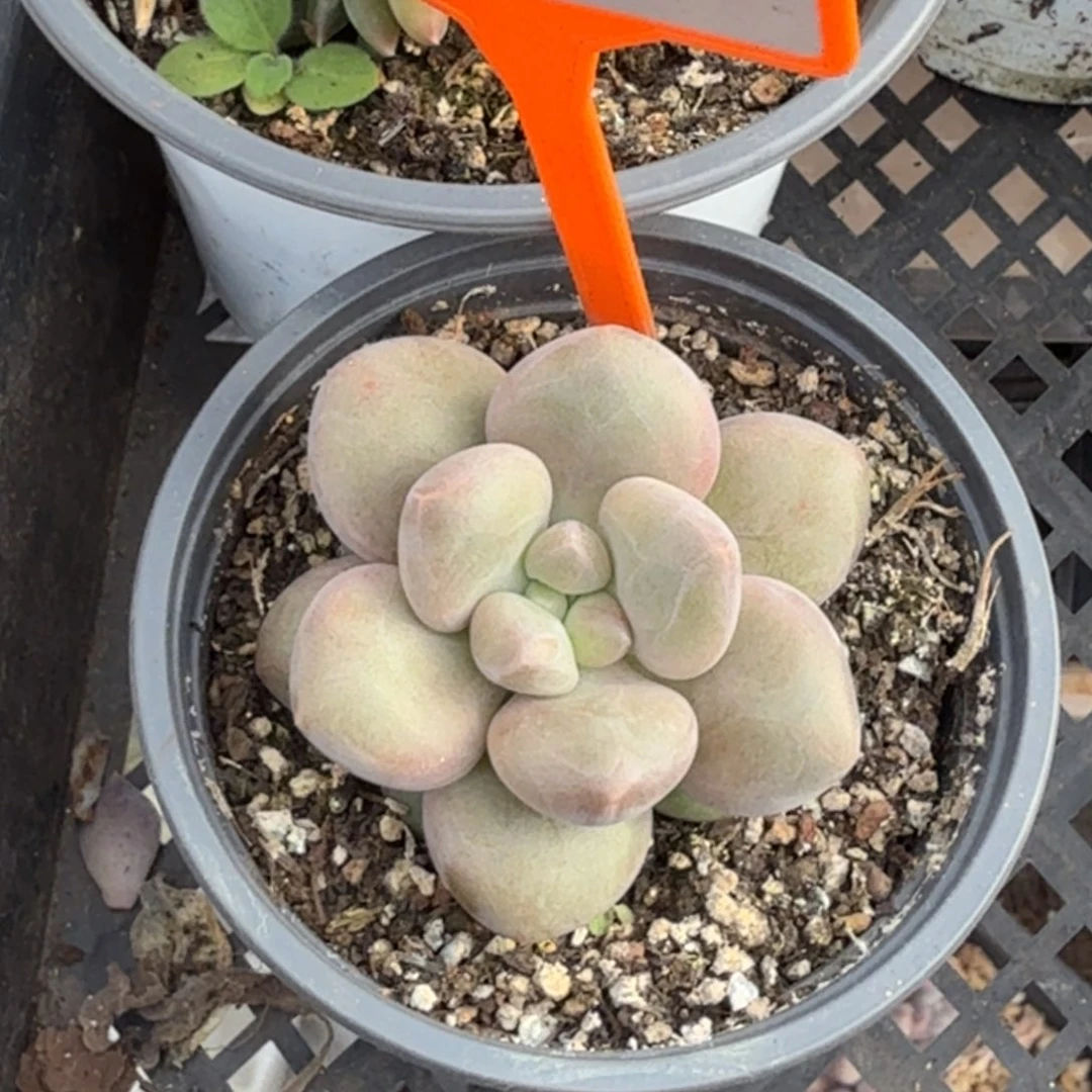 7***妈奶龙一物一拍508.