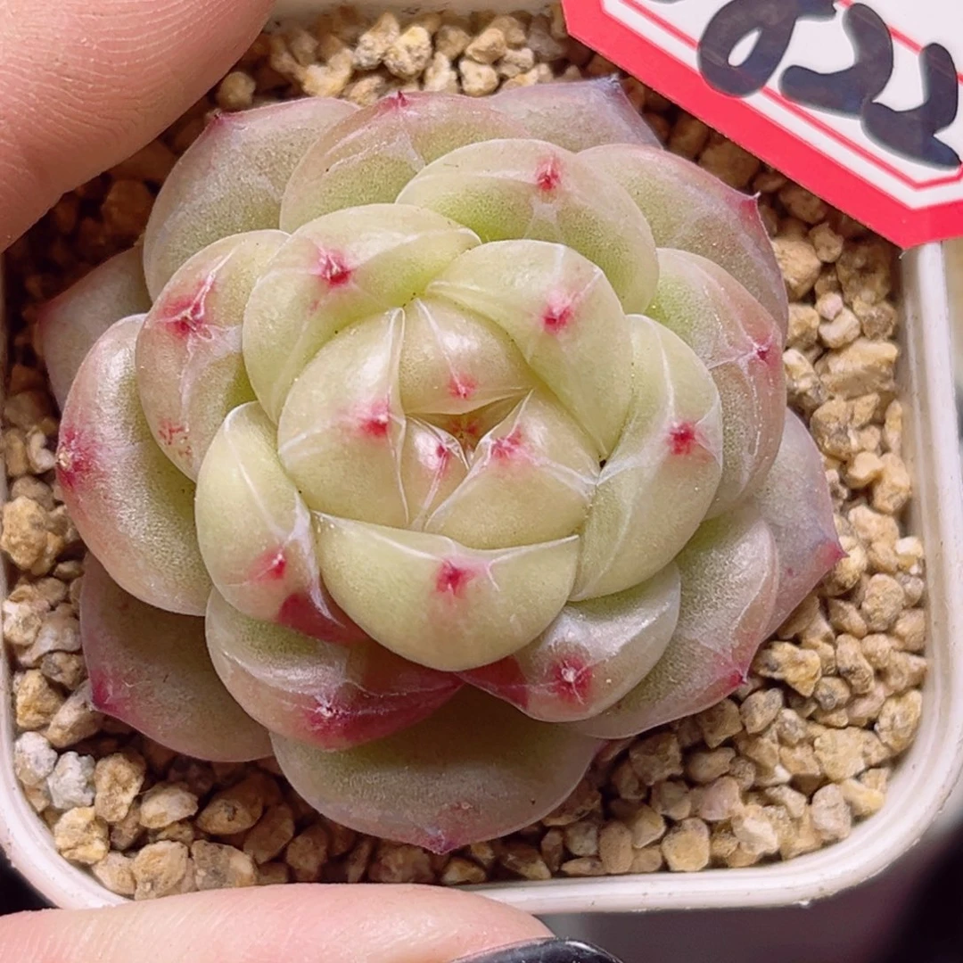 E822 一物一拍 白薇