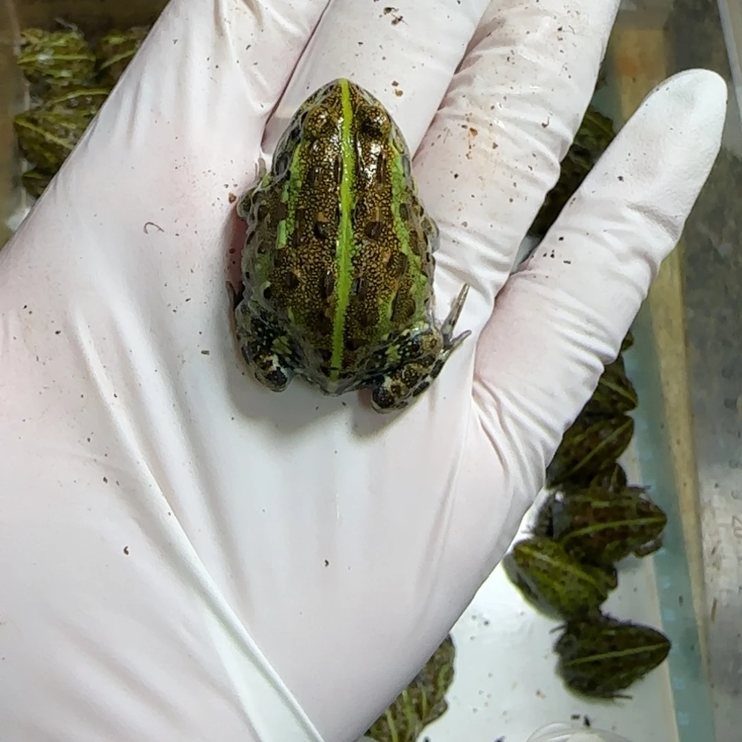 非洲牛蛙通货3左右非牛竞拍