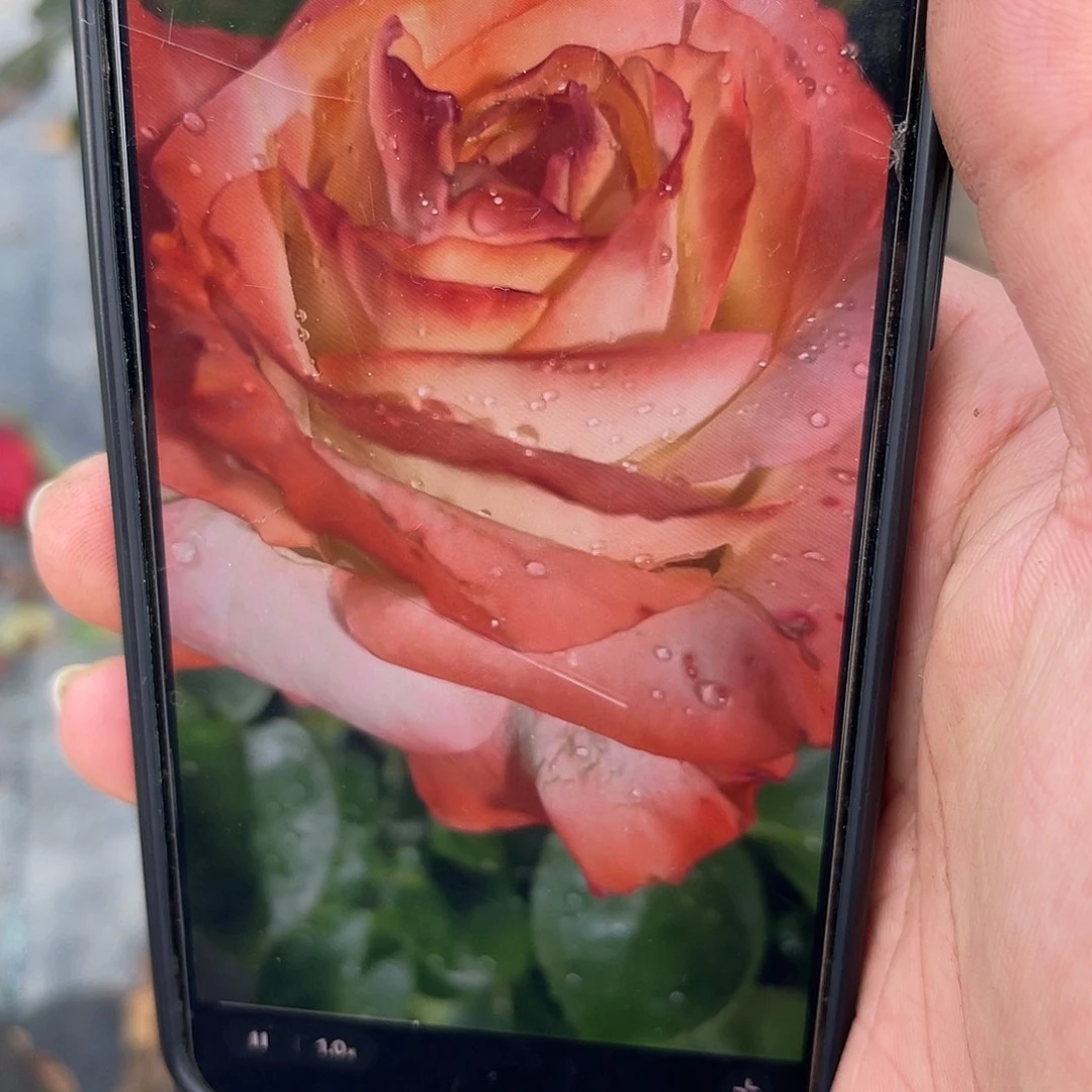 无花朵————虎睛石 福利款