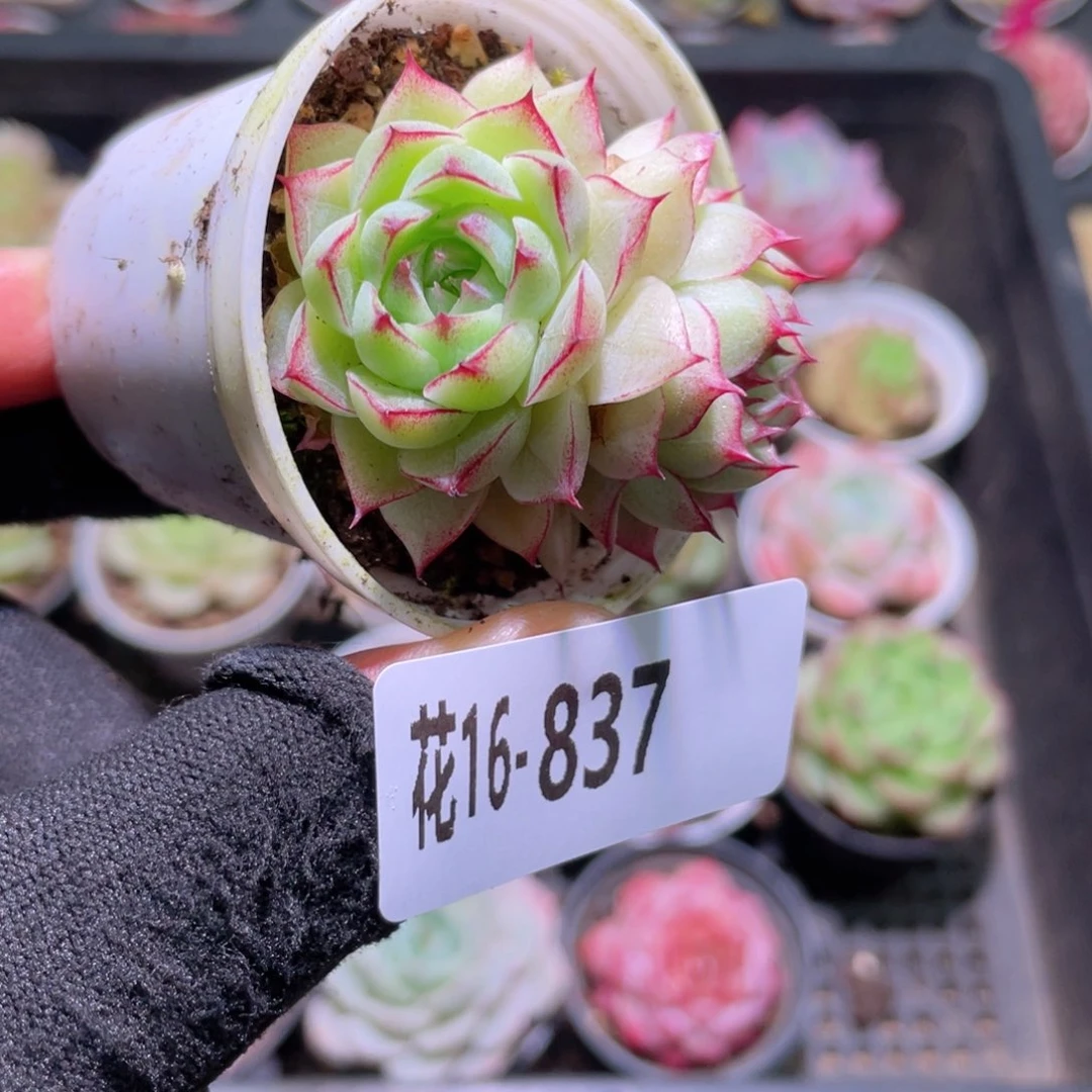 花利美16-837女王