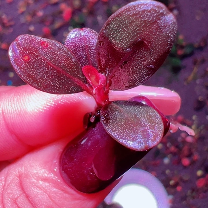 福利48号福利价植物一头